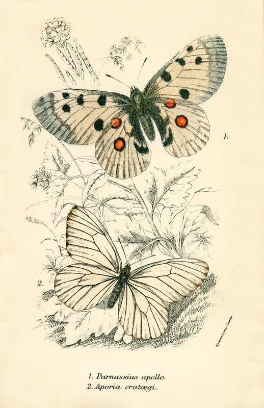 Papillons - English School