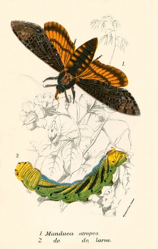 Papillons - English School