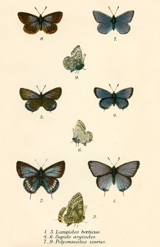 Papillons - English School