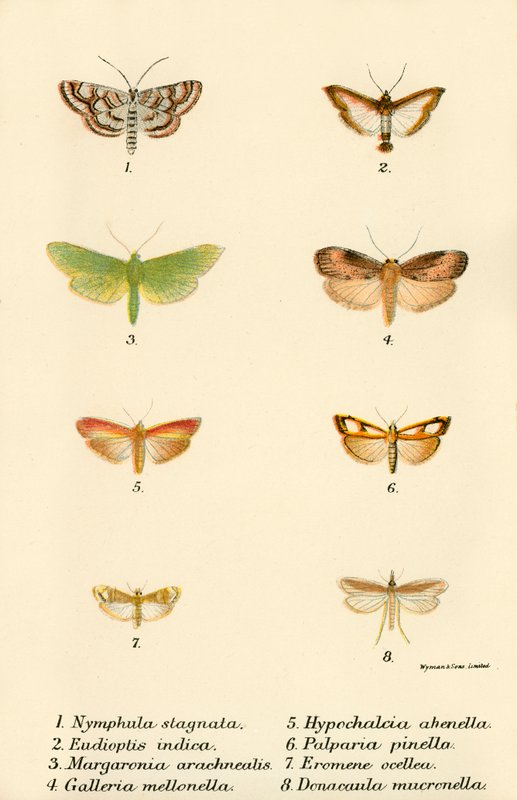 Papillons - English School