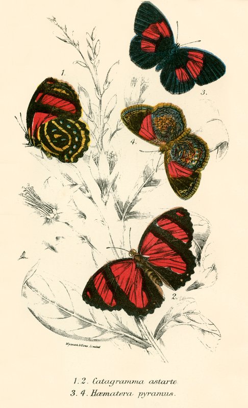 Papillons - English School