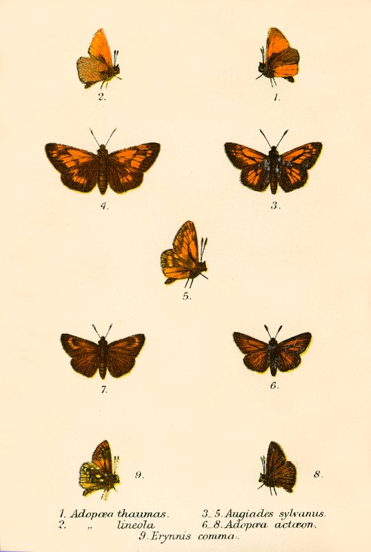 Papillons - English School