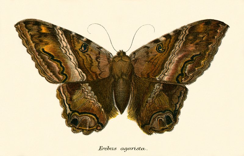 Papillons - English School