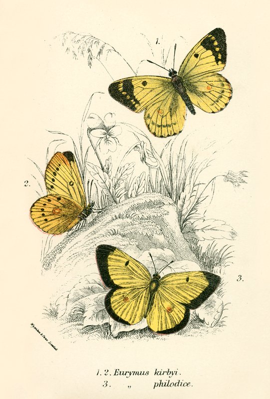 Papillons - English School
