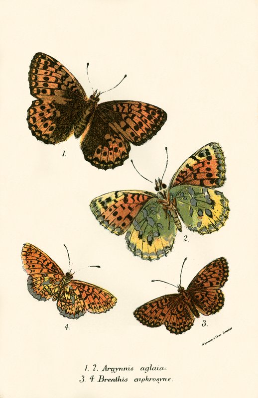Papillons - English School