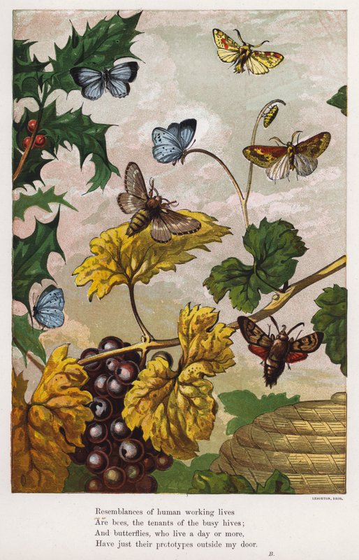 Papillons, mites, vignes et houx (gravure en couleur) - English School