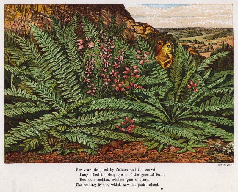 Papillon et fougères - English School