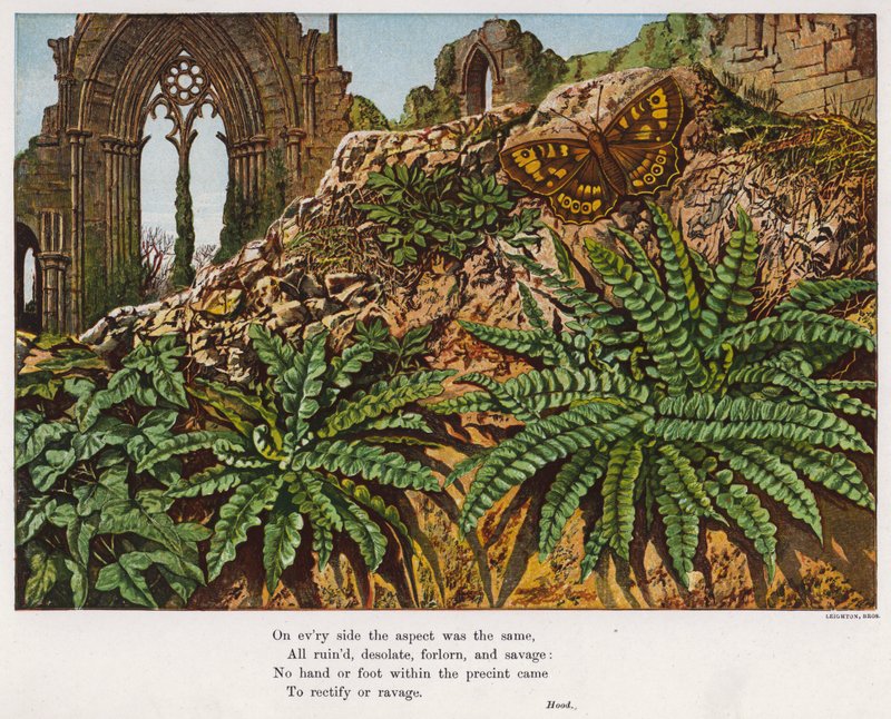 Papillon et fougères au milieu des ruines d