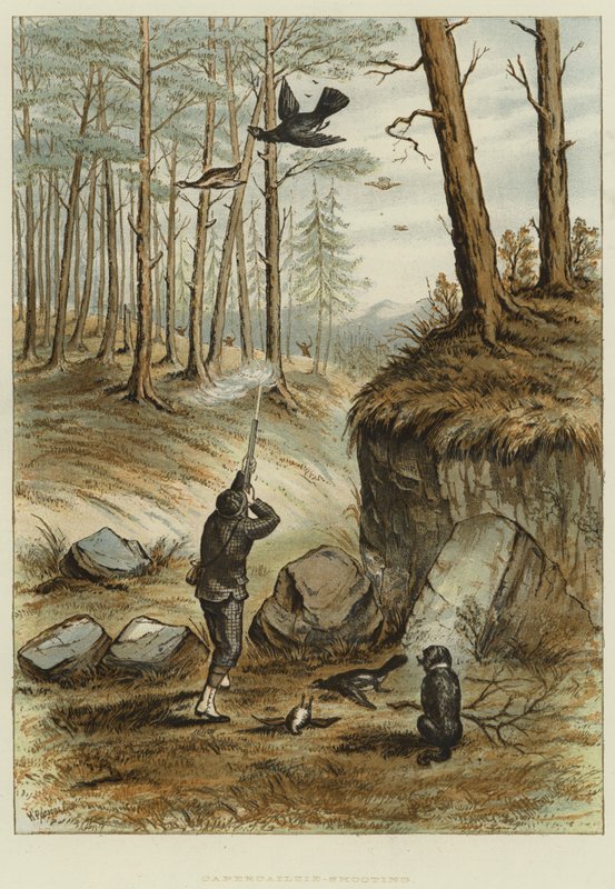 Chasse au grand tétras - English School