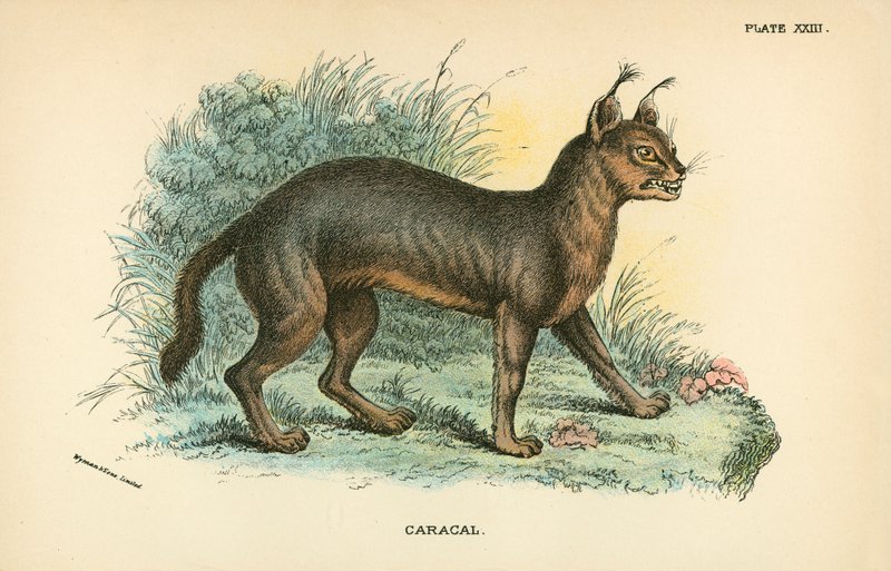 Caracal - English School