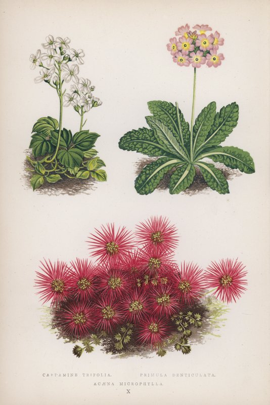 Cardamine trifoliée; Primevère denticulée; Acaena microphylla - English School