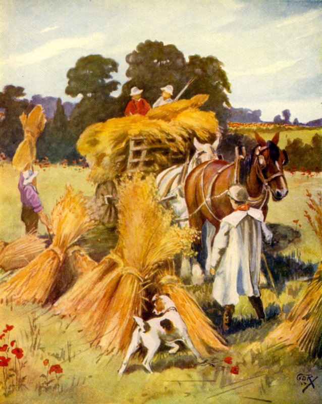 Transport du maïs - English School