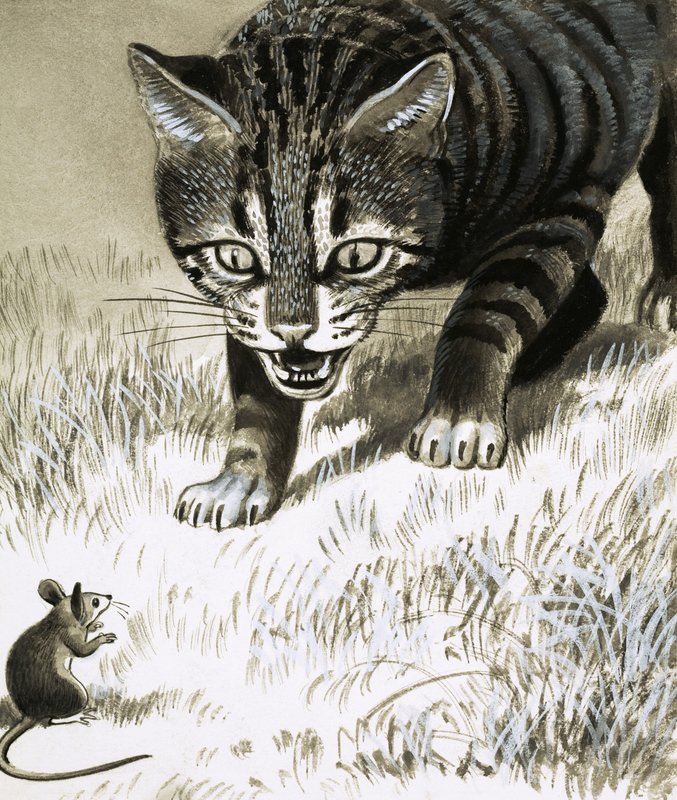 Le chat s