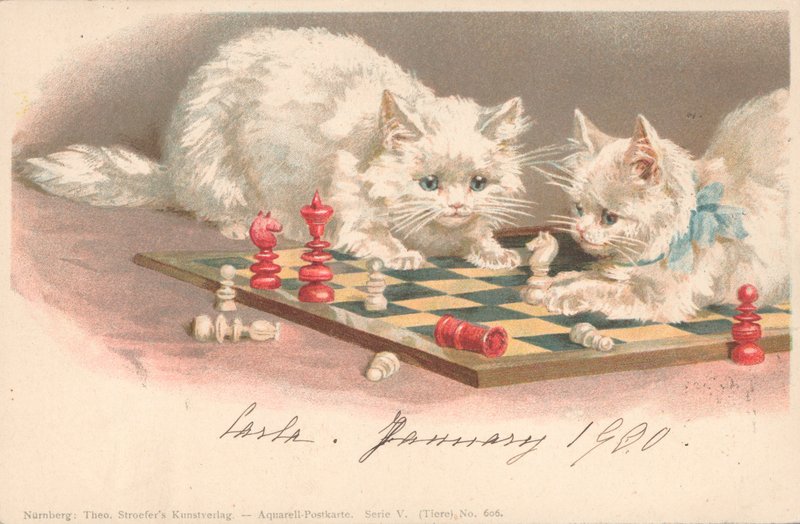 Chats jouant aux échecs - English School