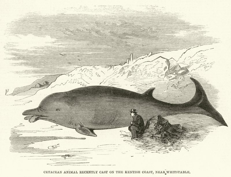 Cétacé récemment échoué sur la côte du Kent, près de Whitstable (gravure) - English School
