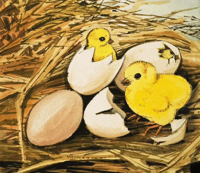 Poussins éclos - English School