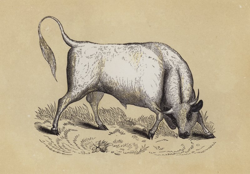 Taureau sauvage de Chillingham - English School