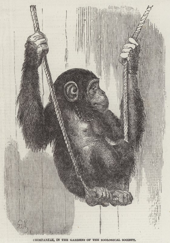 Chimpanzé, dans les jardins de la Société zoologique (gravure) - English School