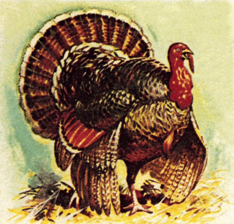 Dinde de Noël - English School