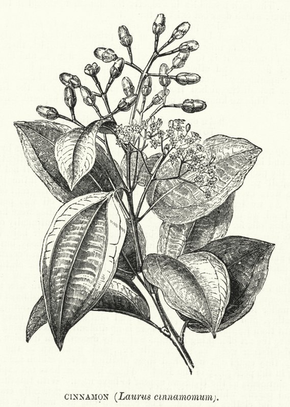 Cannelle, Laurus cinnamomum (gravure) - English School
