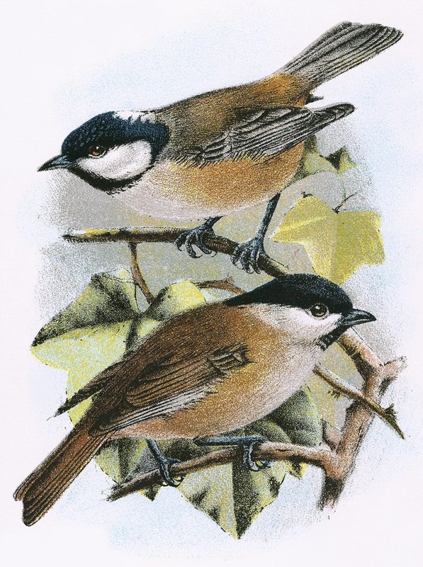 Mésange charbonnière (en haut) et mésange nonnette (en bas) - English School