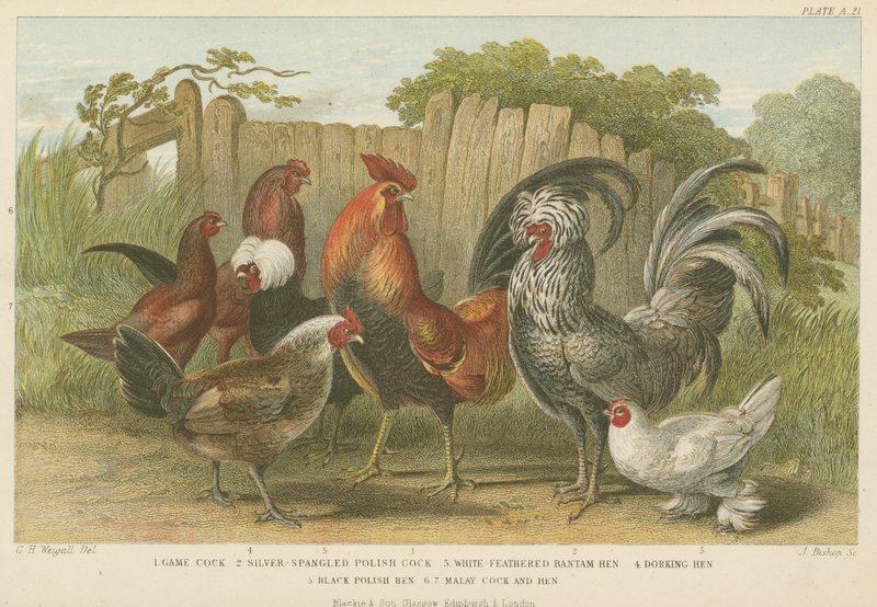 Coqs et poules - English School