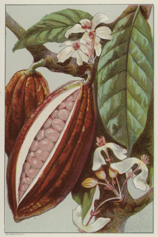 Fleurs et gousses de cacao, montrant l