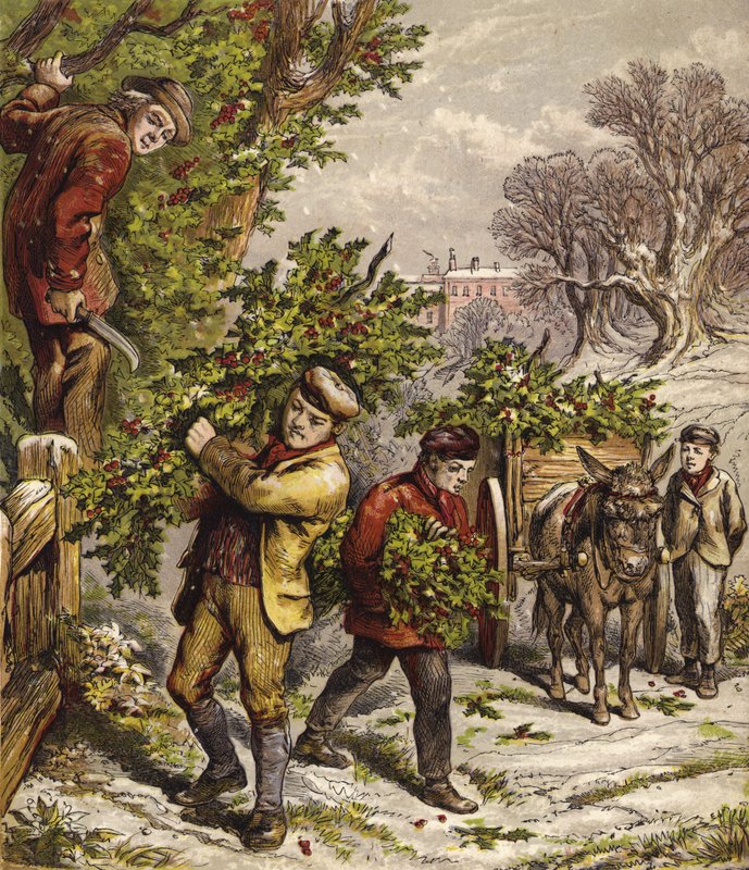 Récolte de houx - English School