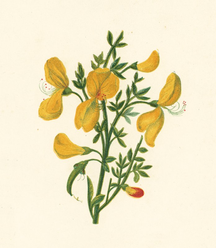 Genêt Commun, Cytisus Scoparius - English School