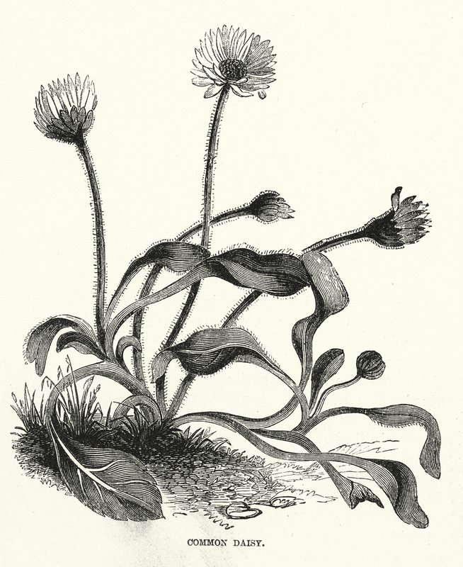Marguerite (gravure) - English School