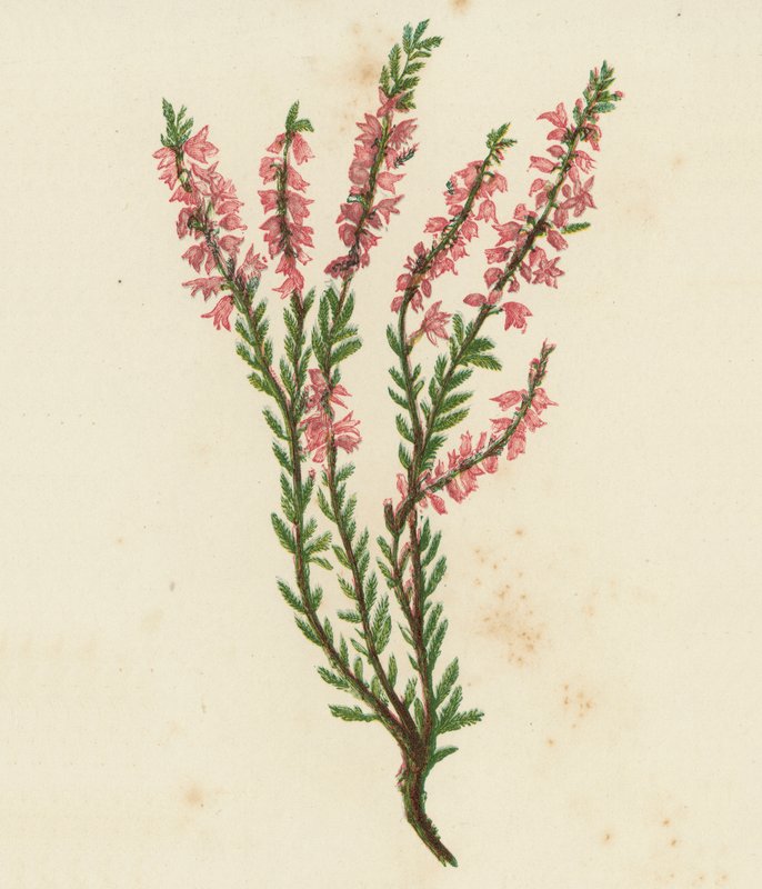 Bruyère commune, Calluna Vulgaris - English School