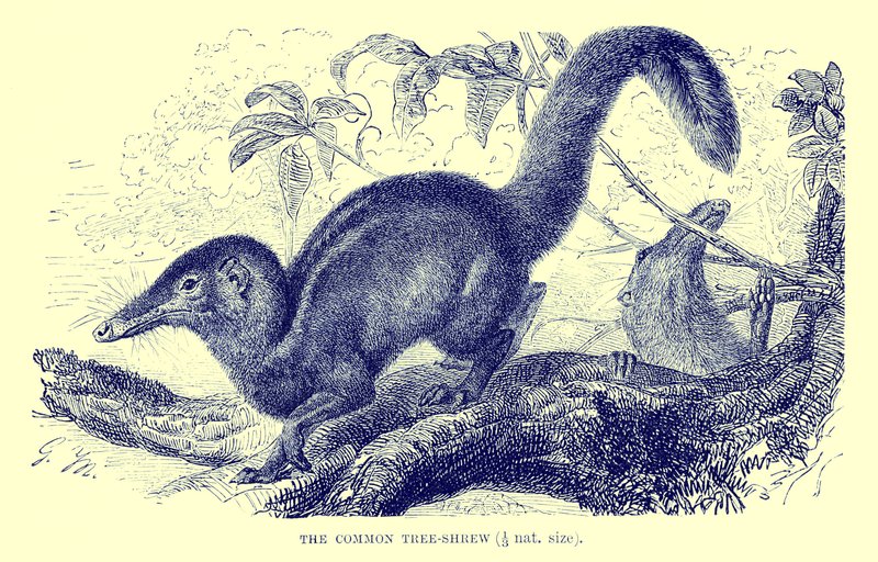 Musaraigne commune, illustration tirée de "The Royal Natural History" (lithographie) - English School
