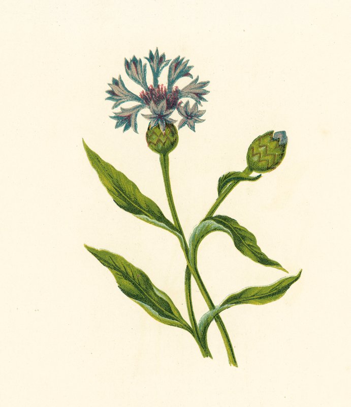 Bleuet, Centaurea Cyanus - English School