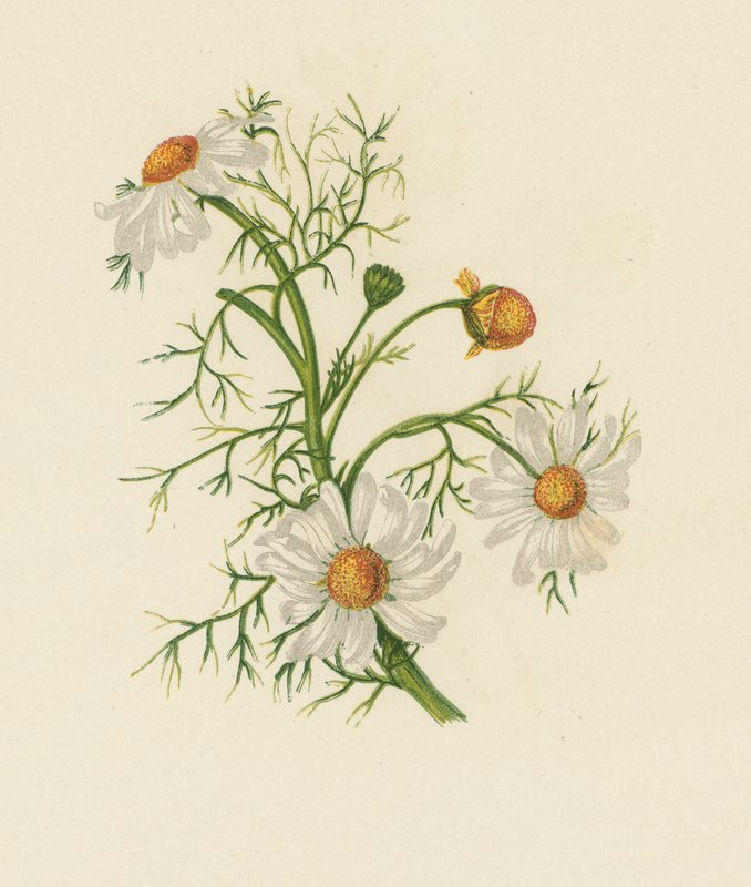 Grande Camomille, Pyrethrum Inodorum - English School