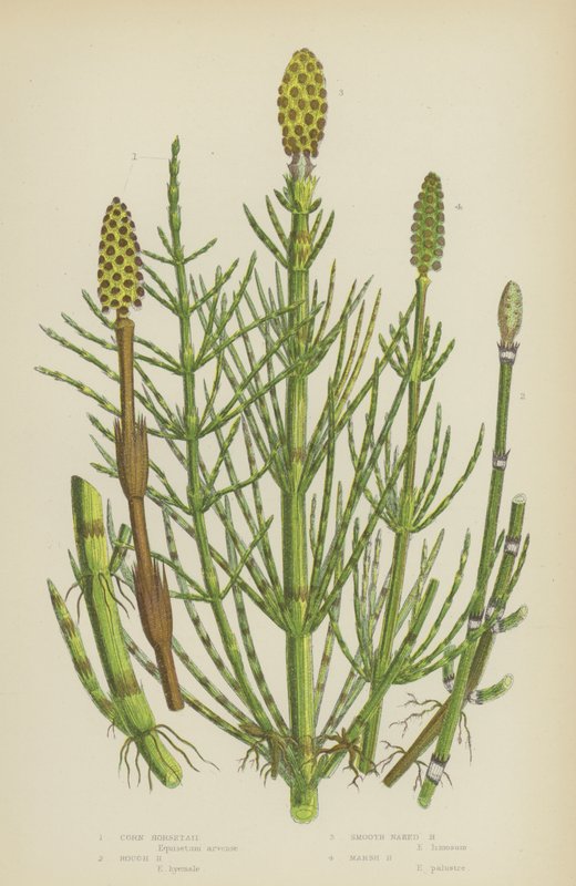 Prêle des champs, Prêle rugueuse, Prêle lisse et nue, Prêle des marais - English School