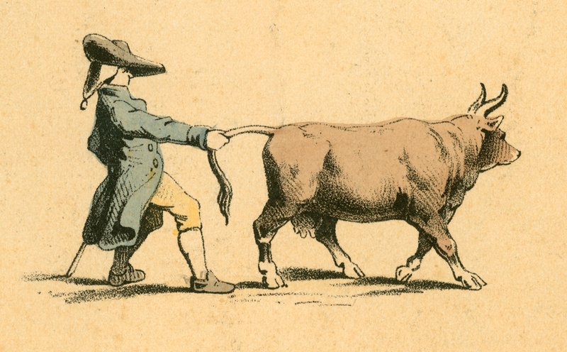 Vache tirant un homme - English School