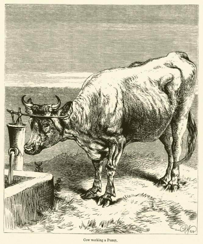 Vache actionnant une pompe (gravure) - English School