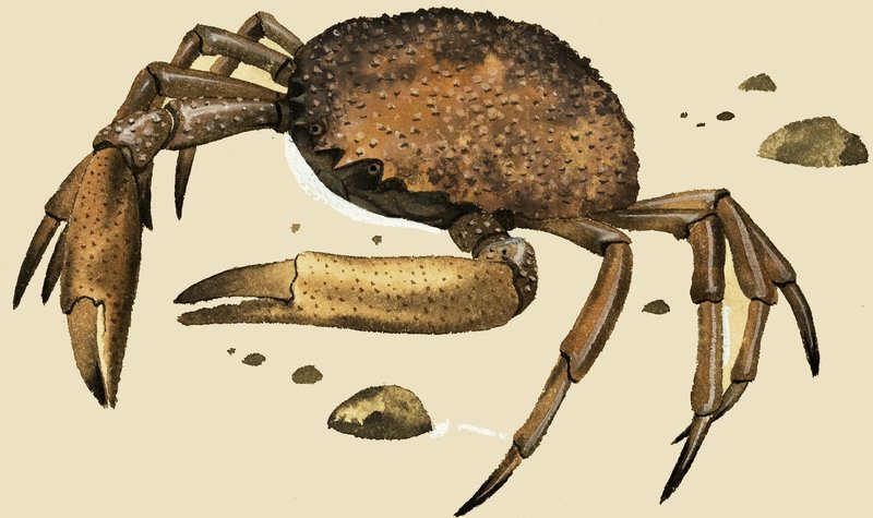 Crabe - English School