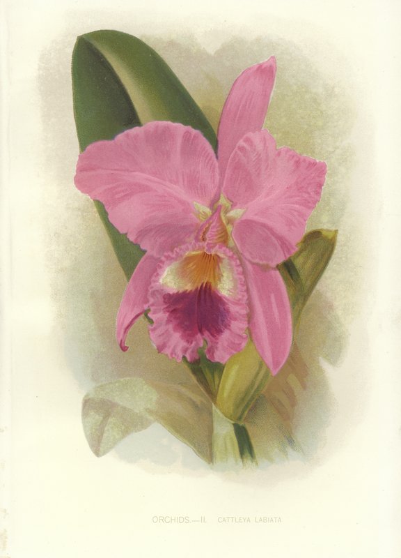 Cattleya cramoisi - English School