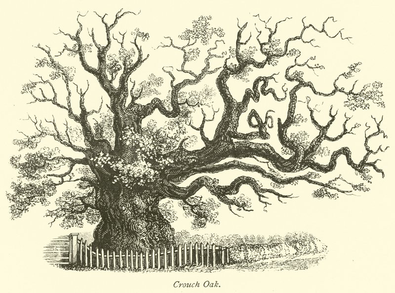Chêne de Crouch - English School