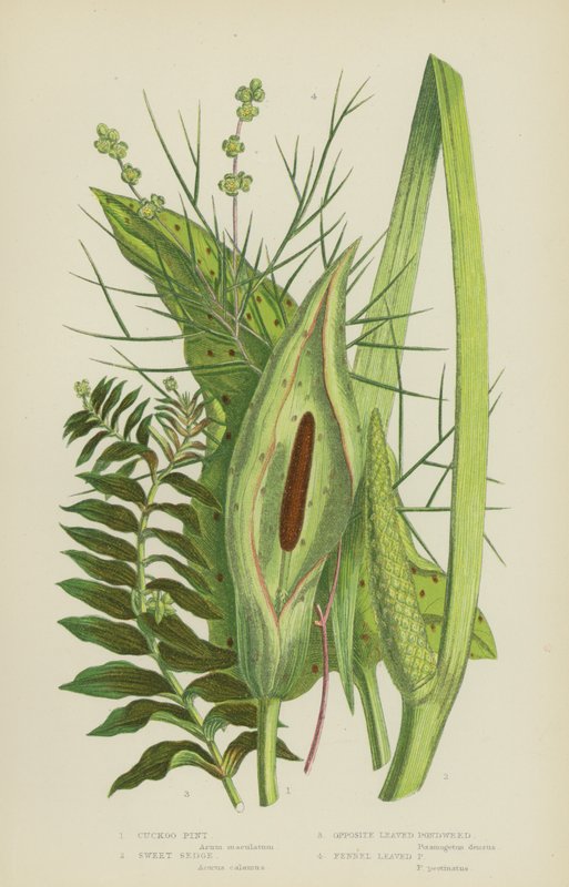 Arum Maculé, Acore Odorant, Potamot à Feuilles Opposées, Potamot à Feuilles de Fenouil - English School