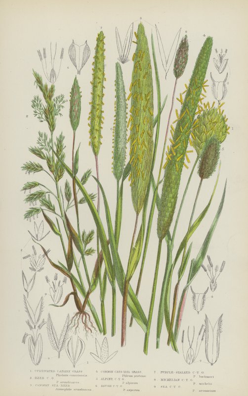 Herbe canari cultivée, Herbe canari des roseaux, Roseau de mer commun, Queue de chat commune - English School