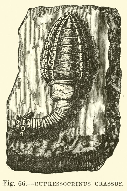 Cupressocrinus crassus - English School