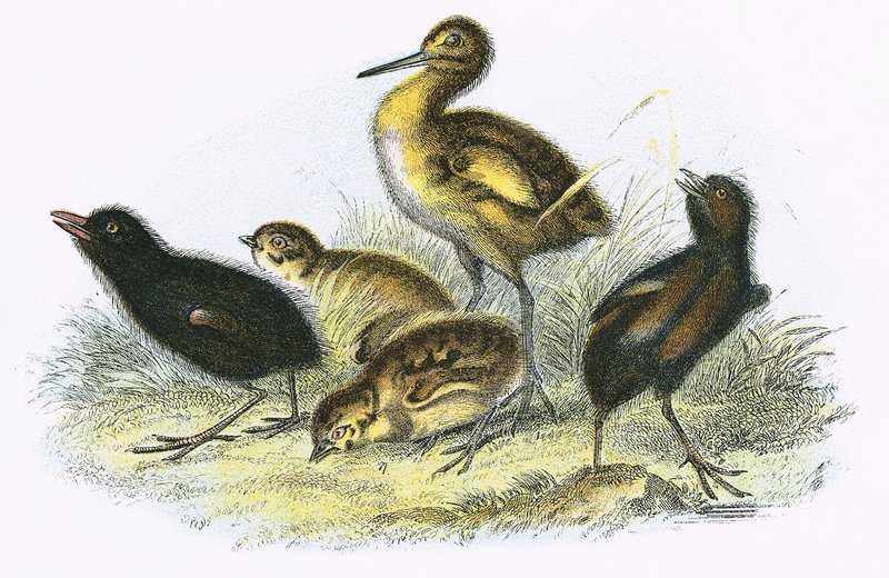 Courlis, râle de terre, perdrix et poule d