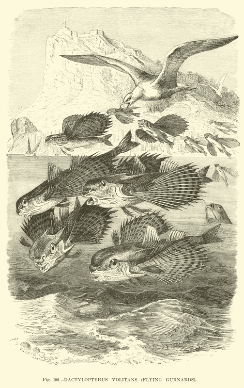 Dactylopterus Volitans, grondins volants - English School