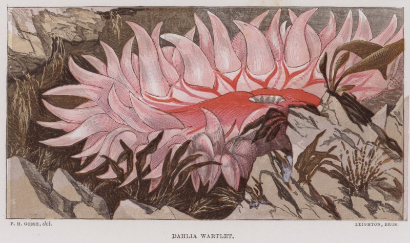 Dahlia Verruqueux - English School