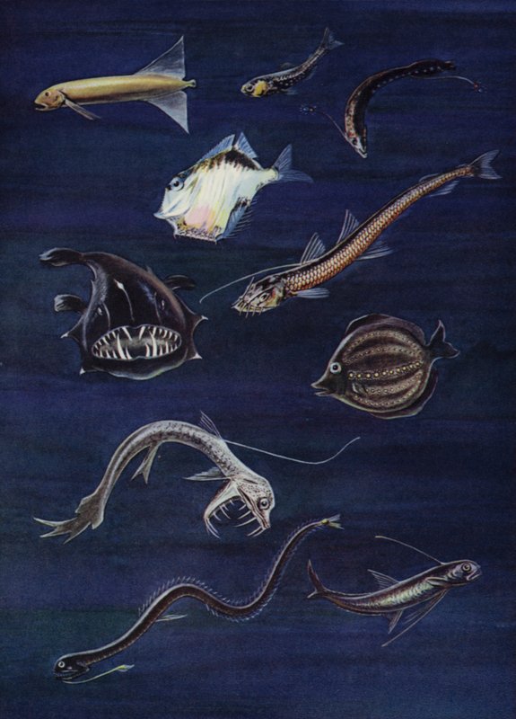 Poissons des profondeurs - English School