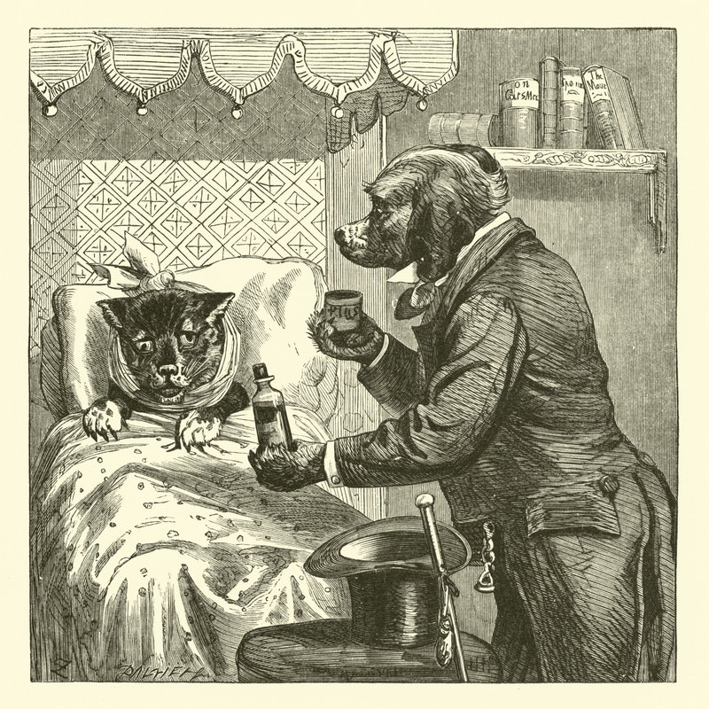 Chien donnant des pilules à un chat malade - English School