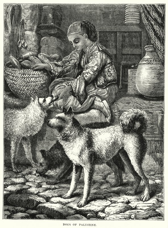 Chiens de Palestine - English School