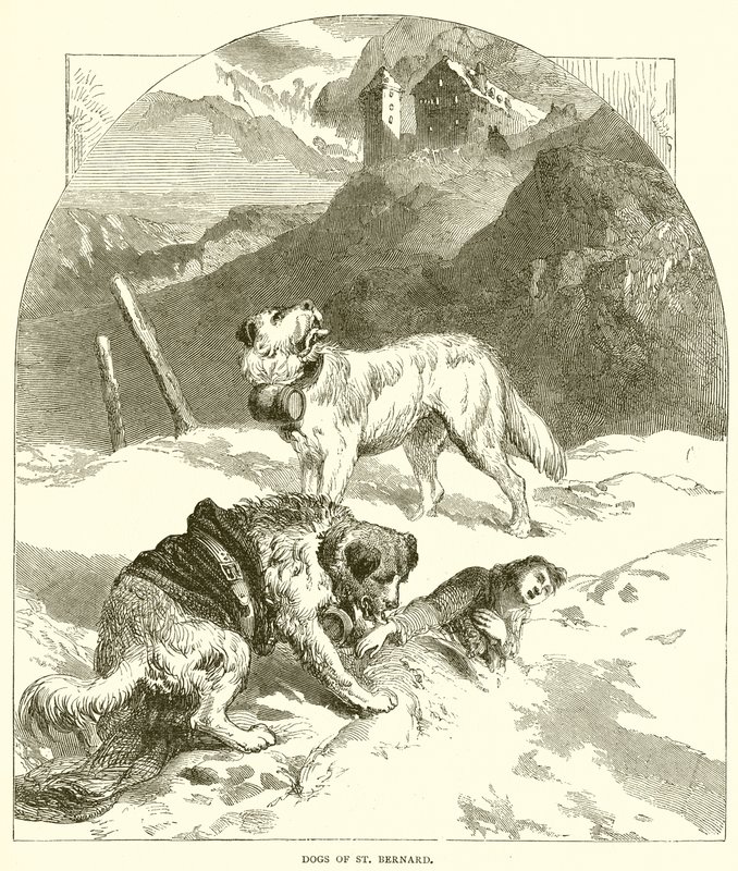 Chiens de Saint Bernard - English School